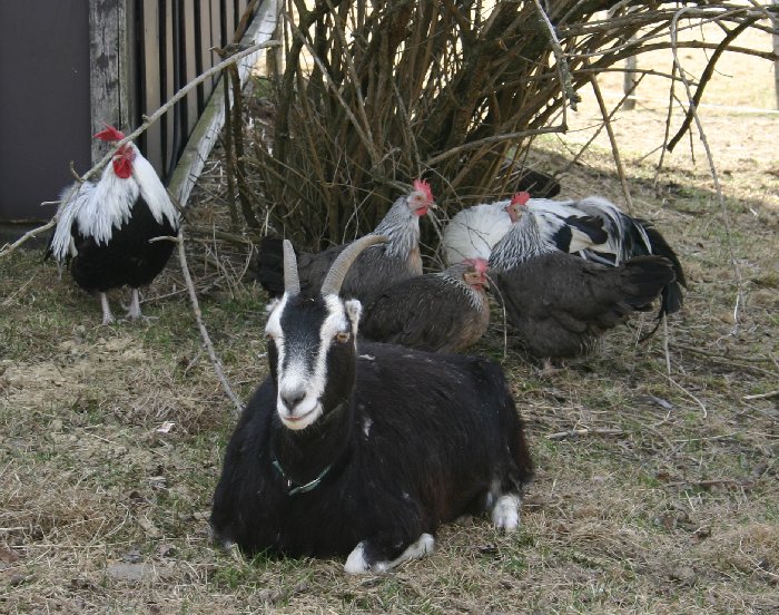 El�na and some chickens---copyright � 2012 Kym Lambert