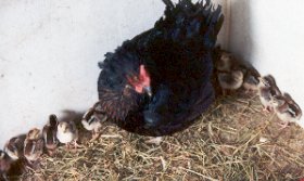 One day old
