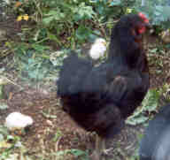 Cluckie and some of the chicks