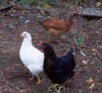 Cluckie and her remaining chicks, here as half-grown pullets