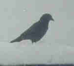 Crows taking off near mini horse pasture copyright 2001 Kym n� Dhoireann