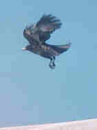 Crow copyright 2001 Kym Lambert