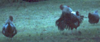 Cockerel Crowing  Fall 03