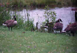 Geese copyright 2000 Kym n� Dhoireann