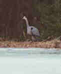Heron copyright 2001 Kym n� Dhoireann