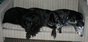 an older Gleann, Scolaighe and Bran on couch