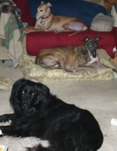 Orlaith on couch, Cu on dog bed, Gleann on floor