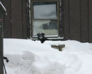 Sachairi in snow bank by old Mini barn
