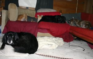 Sachairi on dog bed in front of Orlaith, Gleann and Cu on couches