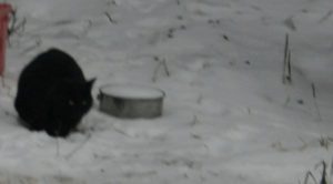 A cat in the snow, Merlin or a feral?