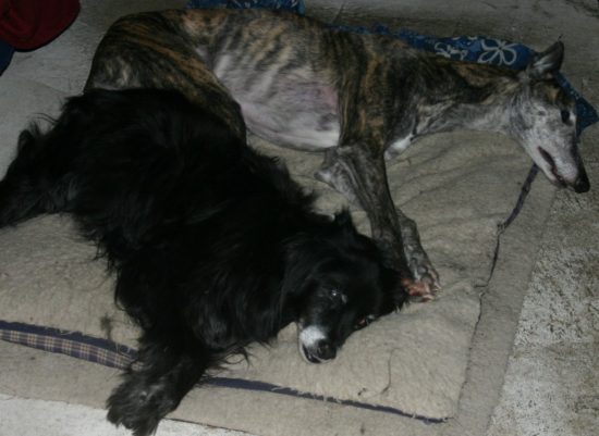 Sachairi and Grainne on dog bed 