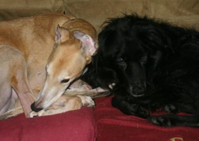 Cairbre and Gleann on couch