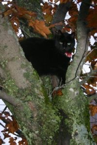 Merlin in tree