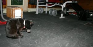 Nimue on left, Merlin on right, pretending to ignore each other in the gym