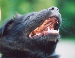 Puppy Gleann showing his teeth