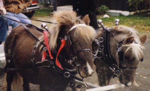 Topper and Willow